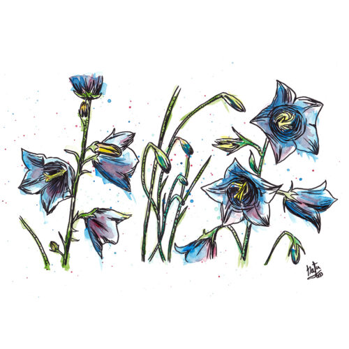 Dibujo Original Campánulas